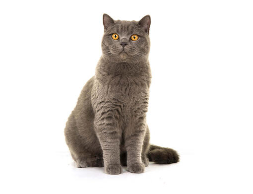 Purina best sale cat breed